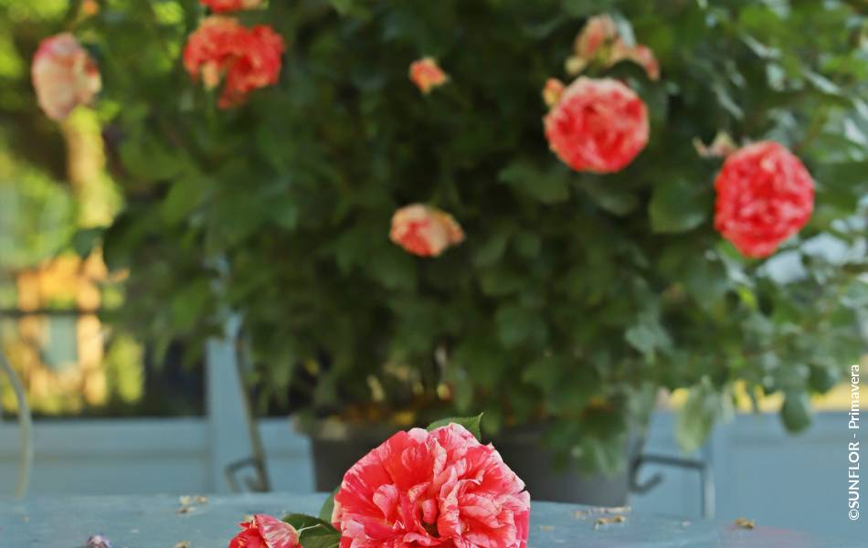 ©SUNFLOR - Primavera